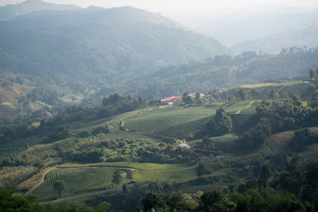 the tea plantation at the town of Mae Salong north of the city Chiang Rai in North Thailand.