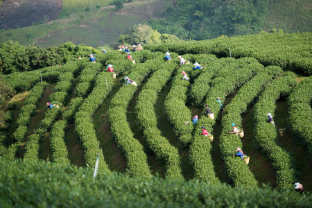 tea Harvest and earning at the tea plantation at the town of Mae Salong north of the city Chiang Rai in North Thailand.のeditorial素材