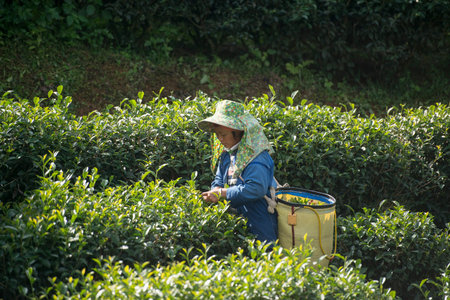 tea Harvest and earning at the tea plantation at the town of Mae Salong north of the city Chiang Rai in North Thailand.のeditorial素材