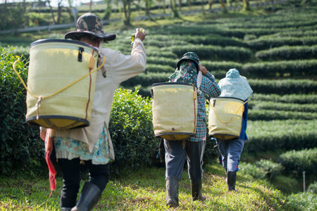 tea Harvest and earning at the tea plantation at the town of Mae Salong north of the city Chiang Rai...