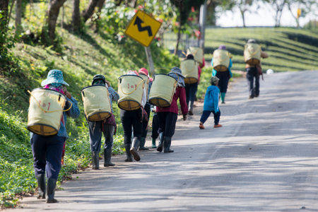 tea Harvest and earning at the tea plantation at the town of Mae Salong north of the city Chiang Rai...