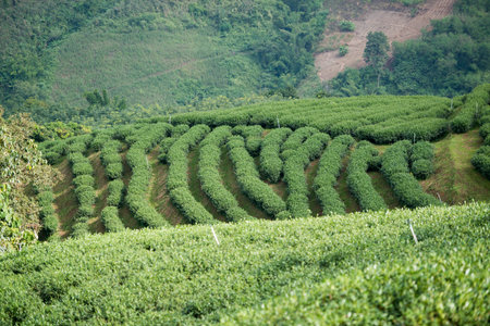 the tea plantation at the town of Mae Salong north of the city Chiang Rai in North Thailand.のeditorial素材