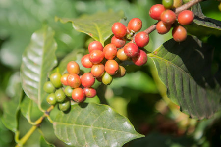 coffee Harvest and earning at the coffee plantation at the town of Mae Salong north of the city Chiang Rai in North Thailand.のeditorial素材
