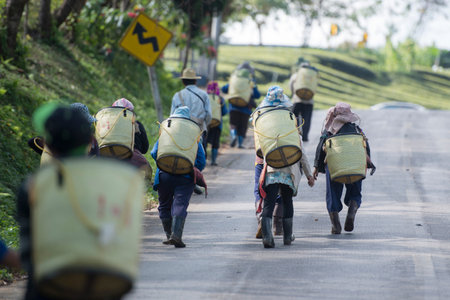 tea Harvest and earning at the tea plantation at the town of Mae Salong north of the city Chiang Rai...