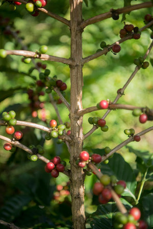 coffee Harvest and earning at the coffee plantation at the town of Mae Salong north of the city Chiang Rai in North Thailand.のeditorial素材