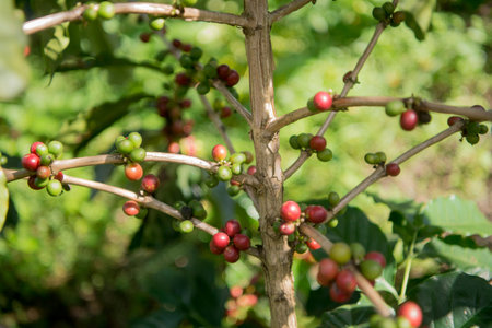 coffee Harvest and earning at the coffee plantation at the town of Mae Salong north of the city Chiang Rai in North Thailand.のeditorial素材