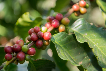 coffee Harvest and earning at the coffee plantation at the town of Mae Salong north of the city Chiang Rai in North Thailand.のeditorial素材
