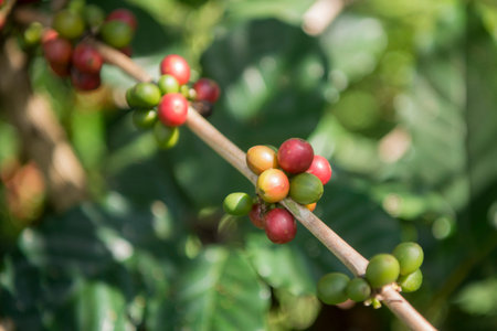 coffee Harvest and earning at the coffee plantation at the town of Mae Salong north of the city Chiang Rai in North Thailand.のeditorial素材