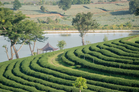 the tea plantation of Choui Fong Tea at the town of Mae Chan north of the city Chiang Rai in North Thailand.のeditorial素材