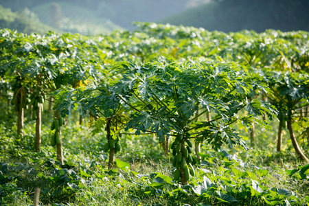 a papaya plantation near the city of Chiang Rai in North Thailand.のeditorial素材