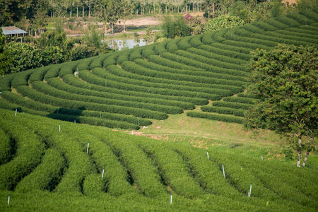the tea plantation of Choui Fong Tea at the town of Mae Chan north of the city Chiang Rai in North Thailand.のeditorial素材