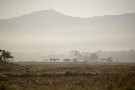 the landscape in the mornig fog in the province of Chiang Rai in North Thailand.のeditorial素材
