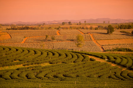 the tea plantation of Choui Fong Tea at the town of Mae Chan north of the city Chiang Rai in North Thailand.のeditorial素材