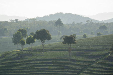 the tea plantation of Choui Fong Tea at the town of Mae Chan north of the city Chiang Rai in North Thailand.のeditorial素材
