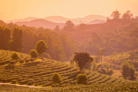 the tea plantation of Choui Fong Tea at the town of Mae Chan north of the city Chiang Rai in North Thailand.のeditorial素材