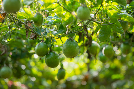 a passion fruit plantation near the city of Chiang Rai in North Thailand.のeditorial素材