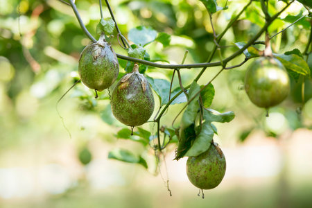 a passion fruit plantation near the city of Chiang Rai in North Thailand.のeditorial素材