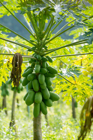 a papaya plantation near the city of Chiang Rai in North Thailand.のeditorial素材