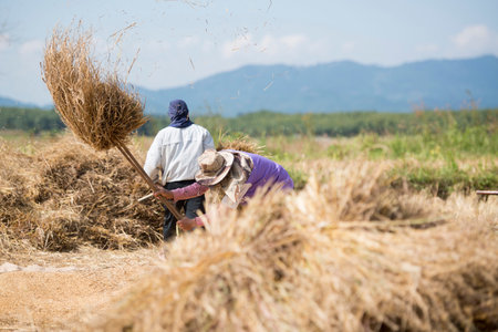 rice farmer at the earning of rice on a ricefield in the north of the city Chiang Rai in North...