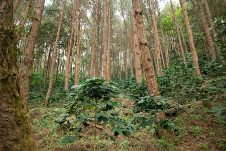 a coffee plantation near Doi Tung north of the city of Chiang Rai in North Thailand.