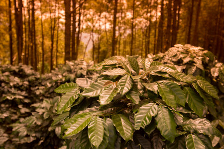 a coffee plantation near Doi Tung north of the city of Chiang Rai in North Thailand.のeditorial素材