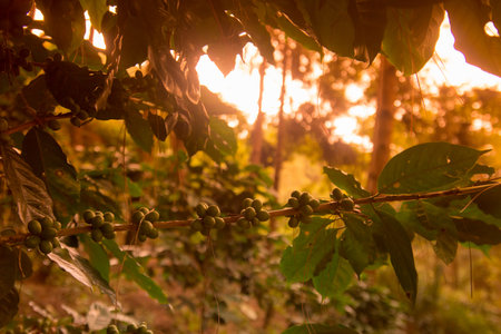 a coffee plantation near Doi Tung north of the city of Chiang Rai in North Thailand.のeditorial素材