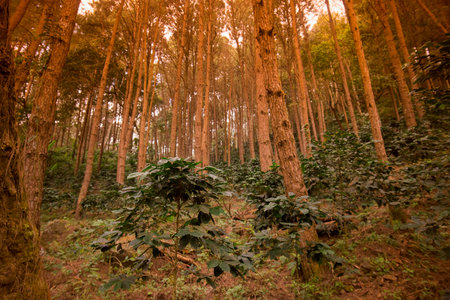 a coffee plantation near Doi Tung north of the city of Chiang Rai in North Thailand.のeditorial素材