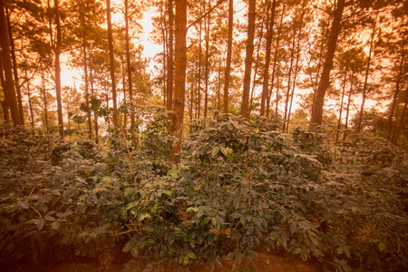 a coffee plantation near Doi Tung north of the city of Chiang Rai in North Thailand.