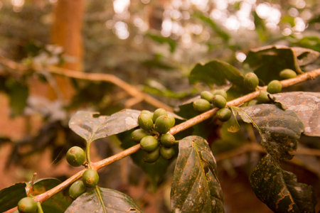 a coffee plantation near Doi Tung north of the city of Chiang Rai in North Thailand.のeditorial素材