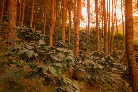 a coffee plantation near Doi Tung north of the city of Chiang Rai in North Thailand.のeditorial素材