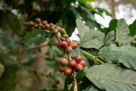 a coffee plantation near Doi Tung north of the city of Chiang Rai in North Thailand.のeditorial素材