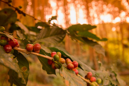 a coffee plantation near Doi Tung north of the city of Chiang Rai in North Thailand.のeditorial素材