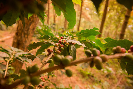 a coffee plantation near Doi Tung north of the city of Chiang Rai in North Thailand.のeditorial素材