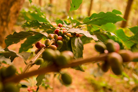 a coffee plantation near Doi Tung north of the city of Chiang Rai in North Thailand.のeditorial素材