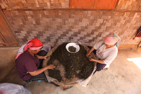 tea Harvest and earning at the tea plantation at the town of Mae Salong north of the city Chiang Rai in North Thailand.のeditorial素材