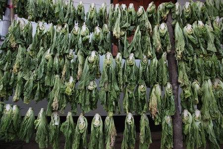hill tribe people at the market in the town of Mae Salong north of the city Chiang Rai in North Thailand.のeditorial素材