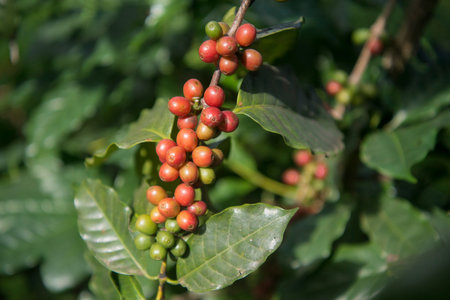 coffee Harvest and earning at the coffee plantation at the town of Mae Salong north of the city Chiang Rai in North Thailand.のeditorial素材