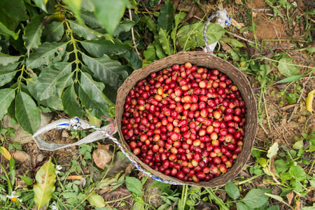 coffee bean harvest on a coffee plantation near the town of Mae Sai on the Border to Myanmar in the...