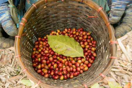 coffee bean harvest on a coffee plantation near the town of Mae Sai on the Border to Myanmar in the Chiang Rai Province in North Thailand.   Thailand, Mae Sai, November, 2019のeditorial素材