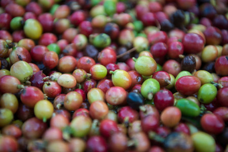 a coffee plantation in the hills of Mae Tha near the city of Lampang in North Thailand.のeditorial素材