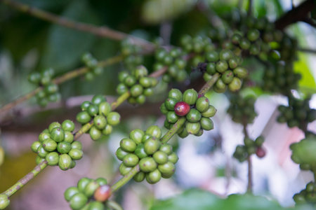 a coffee plantation in the hills of Mae Tha near the city of Lampang in North Thailand.のeditorial素材