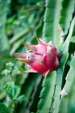 a dragonfruit plantation in the hills of Mae Tha near the city of Lampang in North Thailand.のeditorial素材