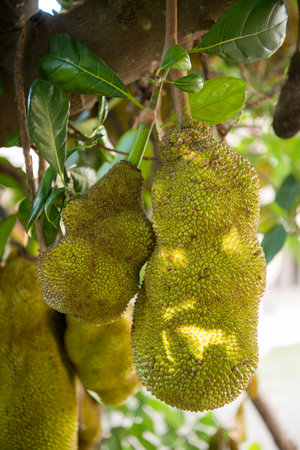 a Jackfruit plantation in the hills of Mae Tha near the city of Lampang in North Thailand.のeditorial素材