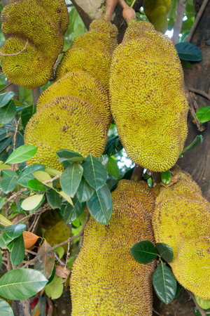 a Jackfruit plantation in the hills of Mae Tha near the city of Lampang in North Thailand.