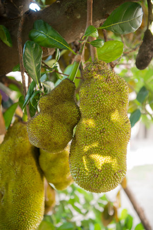 a Jackfruit plantation in the hills of Mae Tha near the city of Lampang in North Thailand.