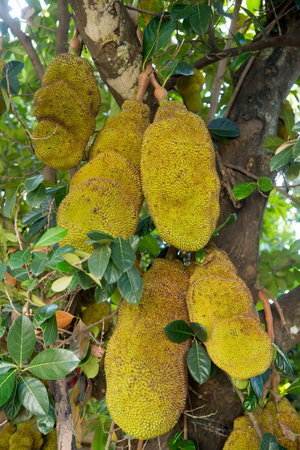 a Jackfruit plantation in the hills of Mae Tha near the city of Lampang in North Thailand.のeditorial素材