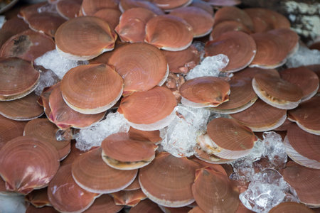 scallops at the fish market at the town of Ang Sila near Bang Saen in the Provinz Chonburi in...