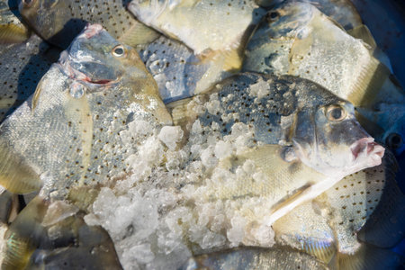 the fish market at the town of Ang Sila near Bang Saen in the Provinz Chonburi in Thailand. ...