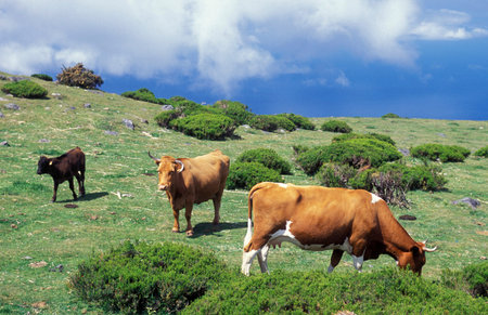 the landscape at the highland Ribeira da Janela on the Island of Madeira in the Atlantic Ocean of Portugal.のeditorial素材
