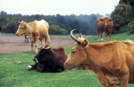 the landscape at the highland Ribeira da Janela on the Island of Madeira in the Atlantic Ocean of Portugal.のeditorial素材